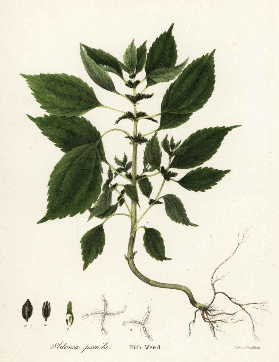 غني بالأعشاب ، Adenia pumila (Collinsonia canadensis؟) بواسطة انديكوت انديكوت