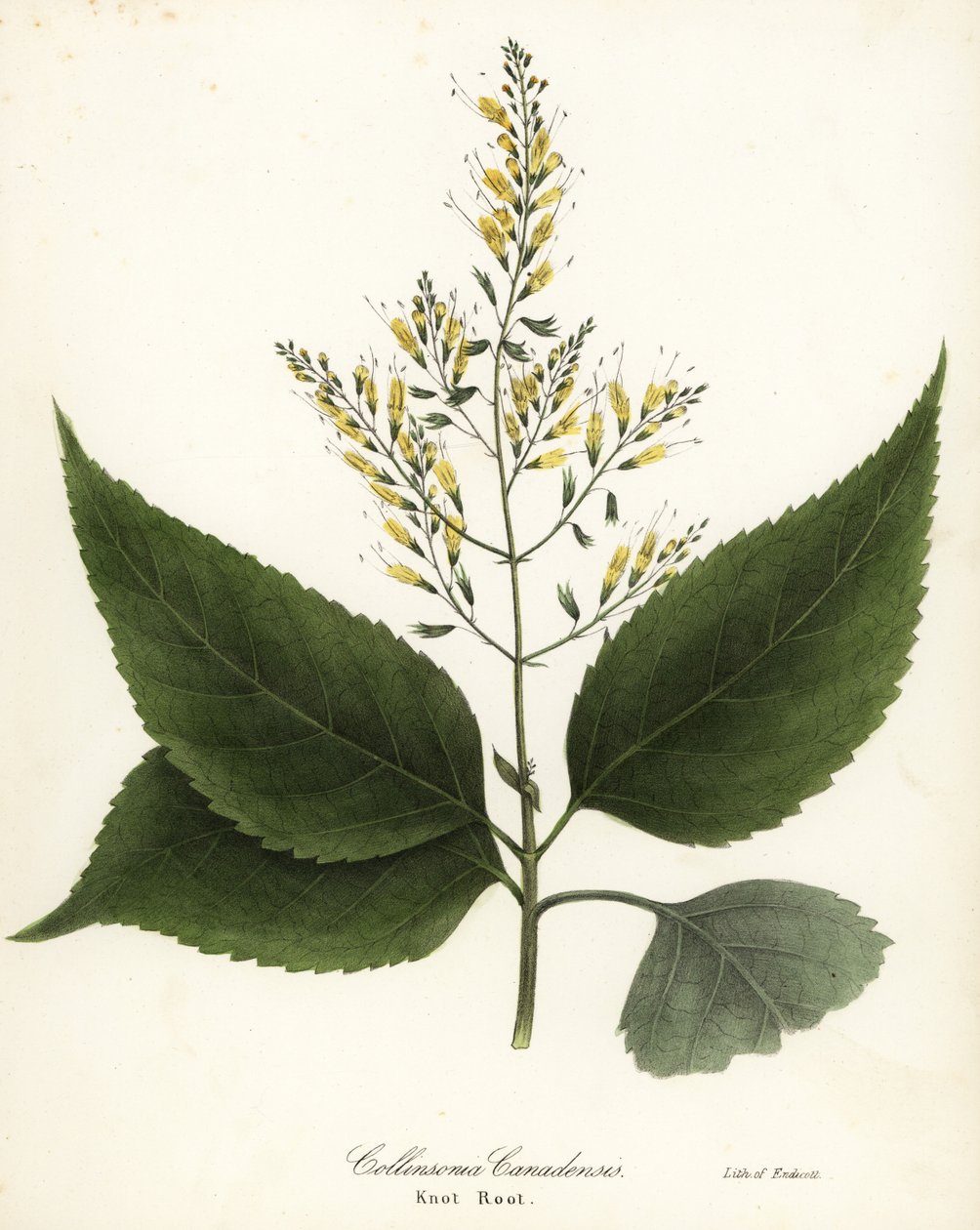 عشبة غنية أو جذر العقدة، Collinsonia canadensis بواسطة انديكوت انديكوت