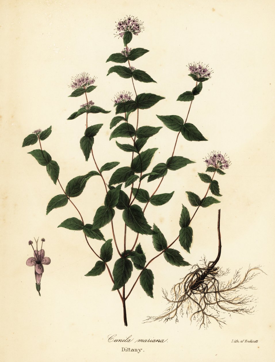 النعناع الحجري ، النعناع الصقيع ، الديتاني ، والديتاني الأمريكي ، Cunila Origanoides (Cunila mariana) بواسطة انديكوت انديكوت