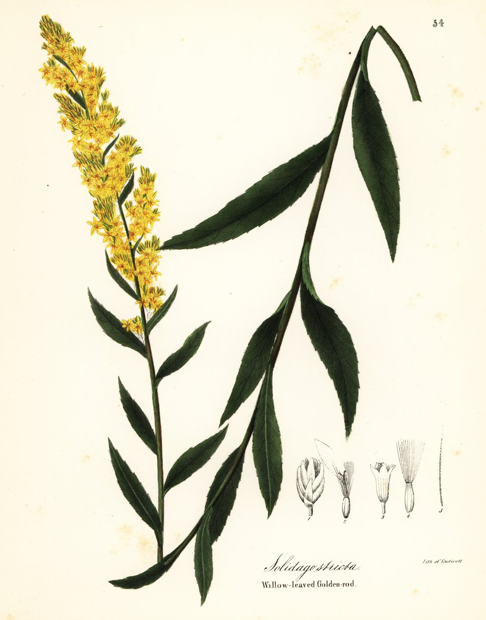 عصا ذهبية ، أو عصا صفصاف ذهبية ، أو قضيب ذهبي بأوراق الصفصاف ، أو Solidago Stricta بواسطة انديكوت انديكوت