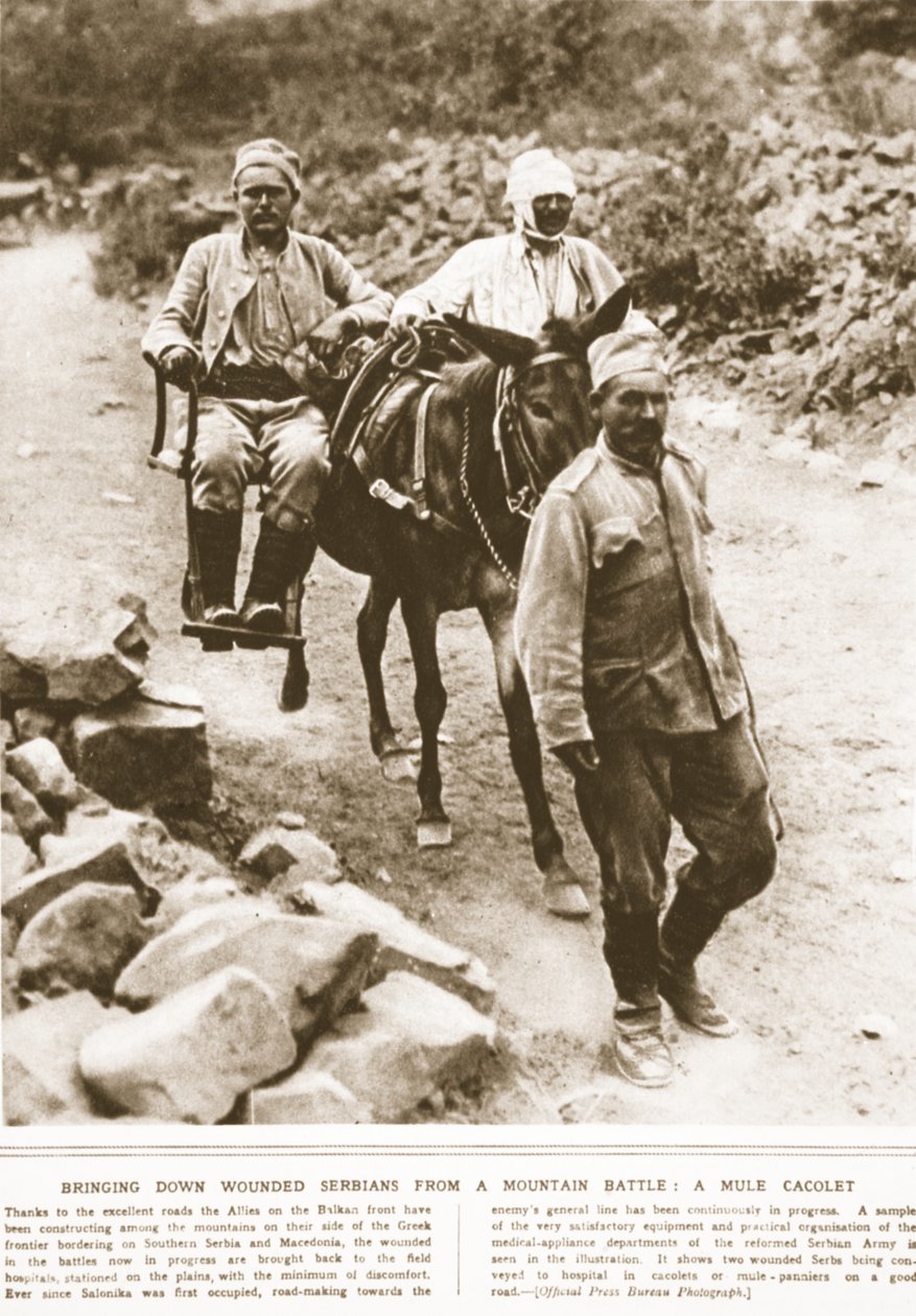 إسقاط الجرحى الصرب الجرحى من معركة جبلية: بغل cacolet ، توضيح من أخبار الحرب المصورة ، سبتمبر 1916 (صورة بني داكن) بواسطة مصور انجليزى