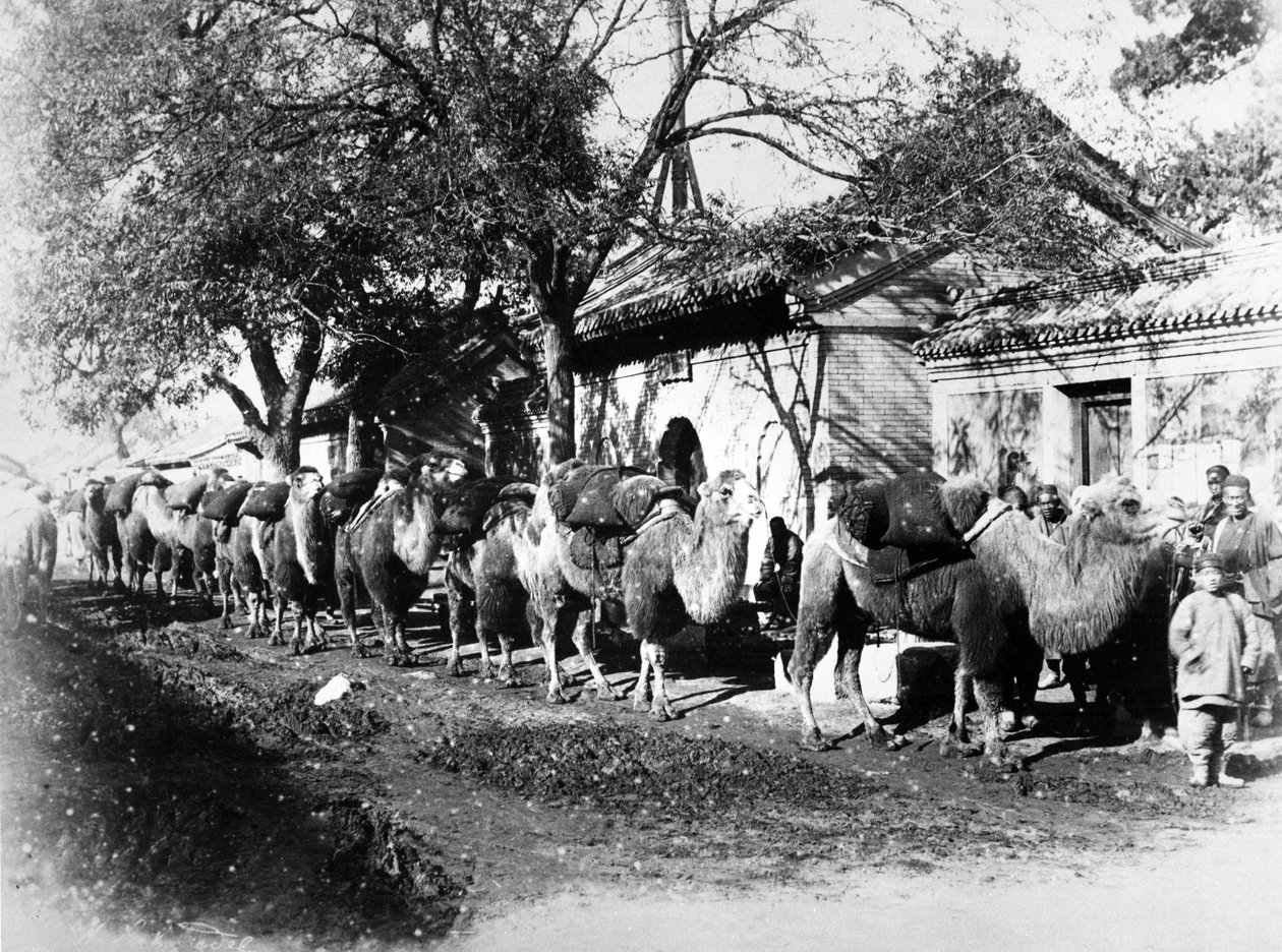 قافلة الجمال في ضواحي بكين ، c.1875 بواسطة مصور انجليزى