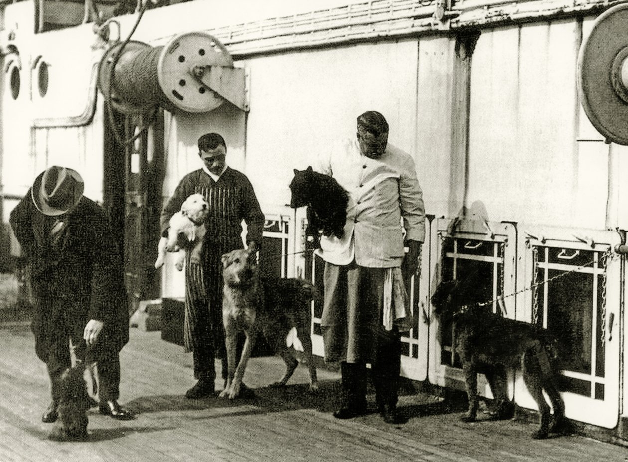 الكلاب يتم الاعتناء بها من قبل أعضاء طاقم تايتانيك ، 1912 بواسطة مصور انجليزى