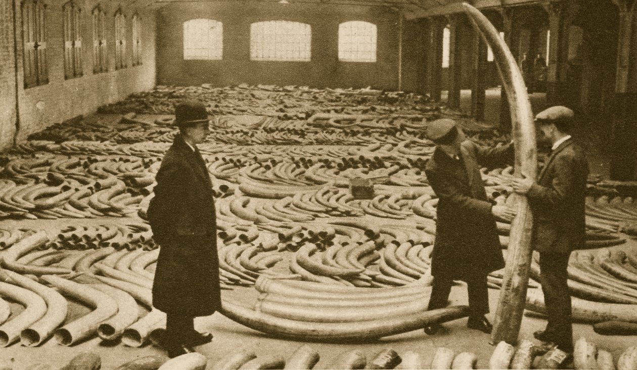 العاج في متجر في London Docks (صورة داكنة) بواسطة مصور انجليزى