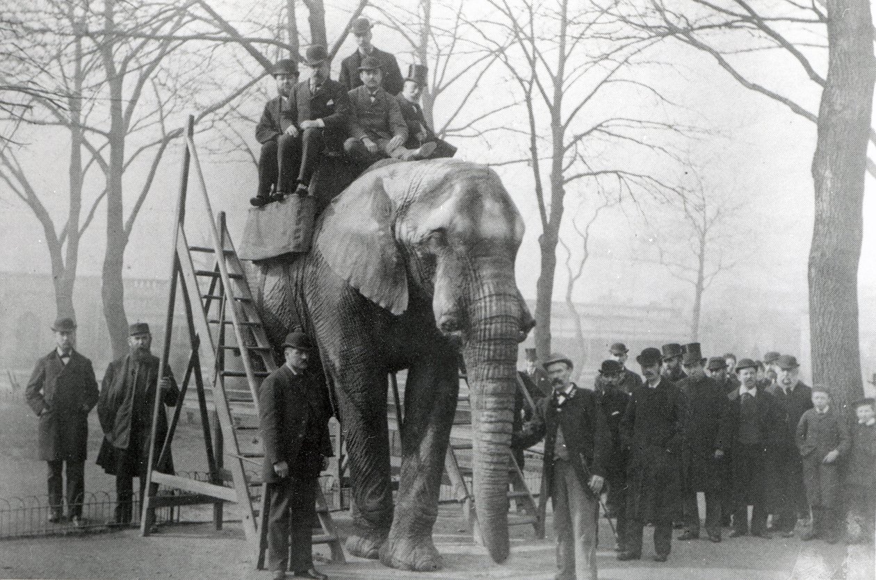جامبو في خطوات ركوب ZSL حديقة حيوان لندن ، ربما مارس 1882 بواسطة مصور انجليزى