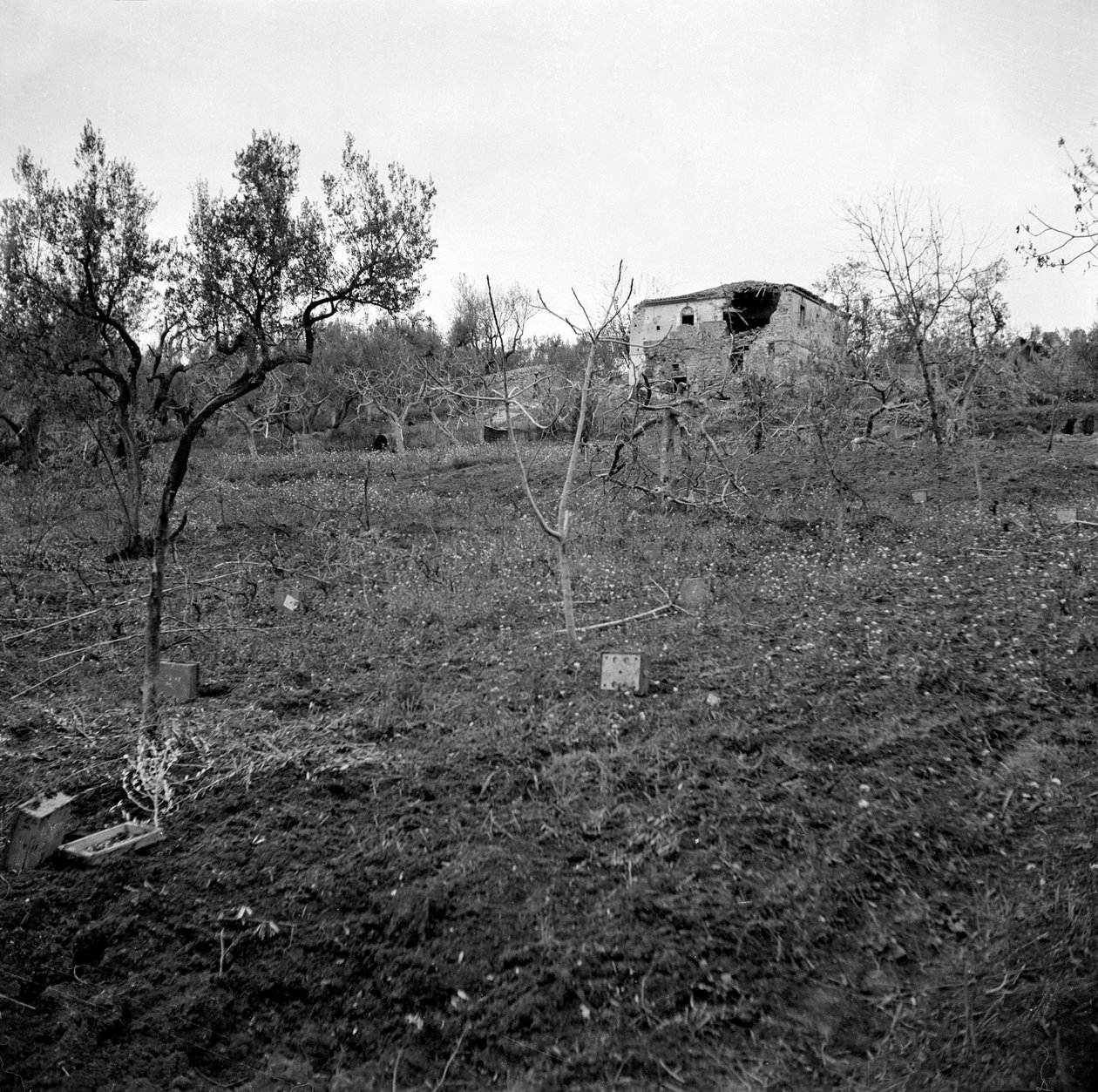 حقل ألغام ، بالقرب من الجزء العلوي من Licolle Ridge ، ج .1944 بواسطة مصور انجليزى