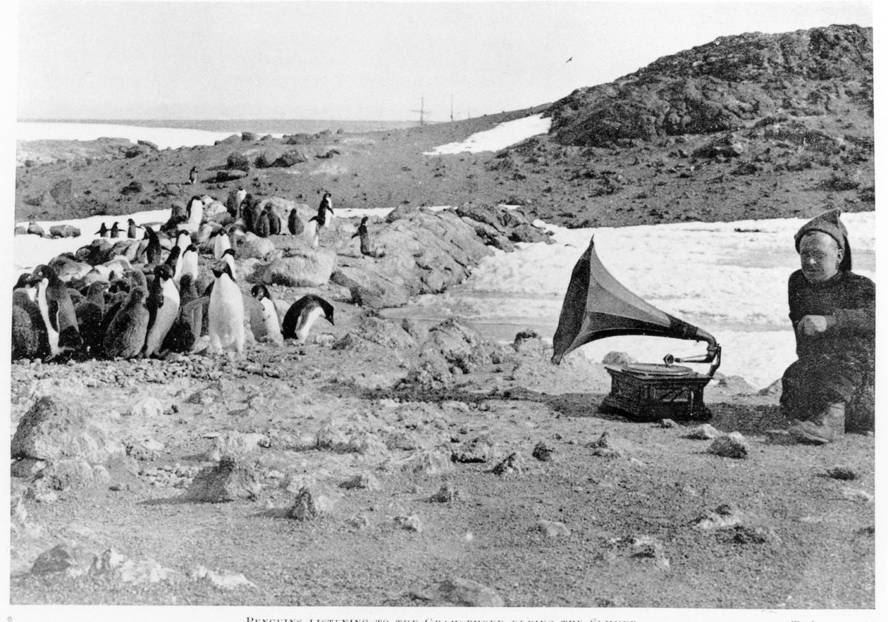 طيور البطريق تستمع إلى الحاكي أثناء حملة شاكلتونس 1907-09 رحلة القطب الجنوبي ، من قلب أنتاركتيكا بواسطة شاكلتون (1874-1922) المنشورة عام 1909 بواسطة مصور انجليزى