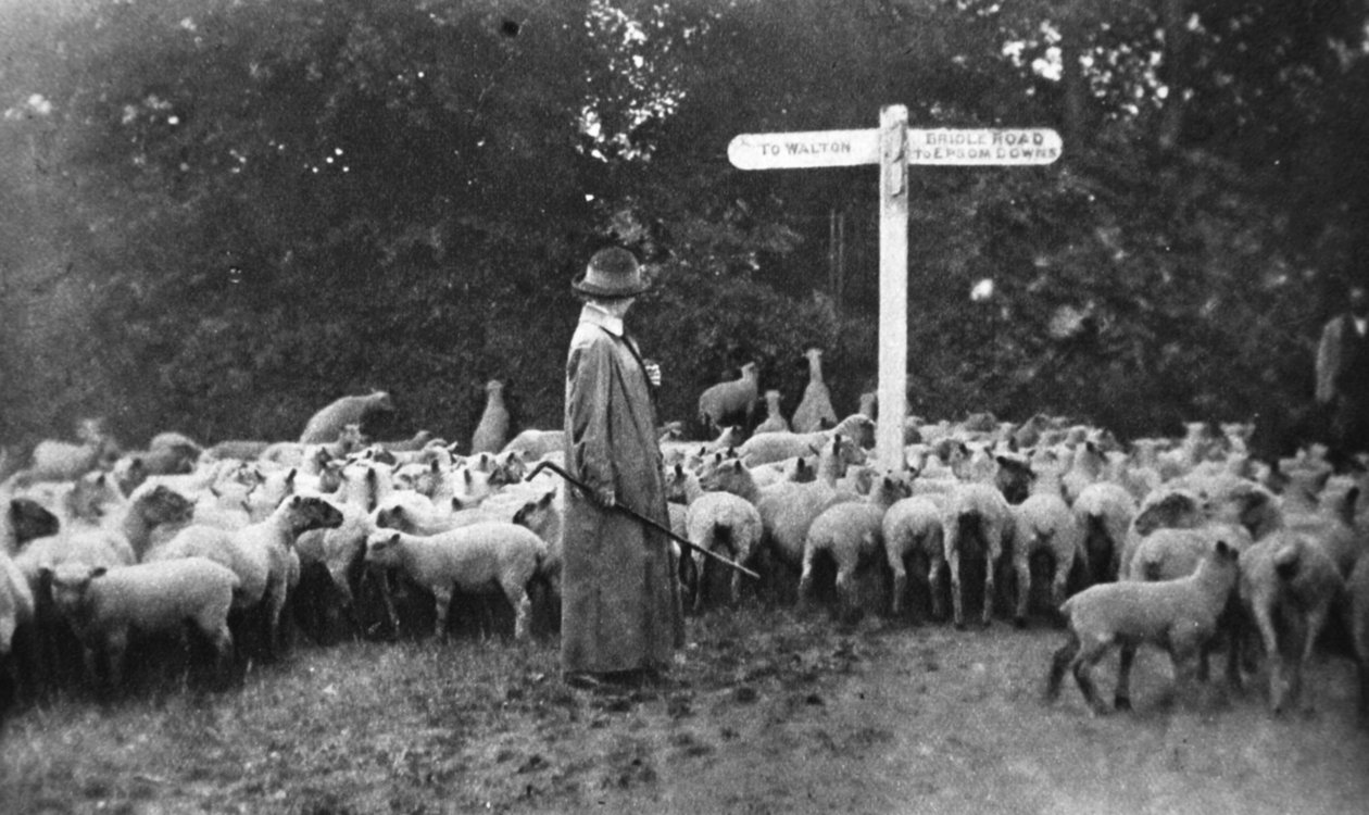 أعمال الحرب الخلابة: السيدة الراعية ، من أخبار الحرب المصورة ، 5 يوليو 1916 بواسطة مصور انجليزى