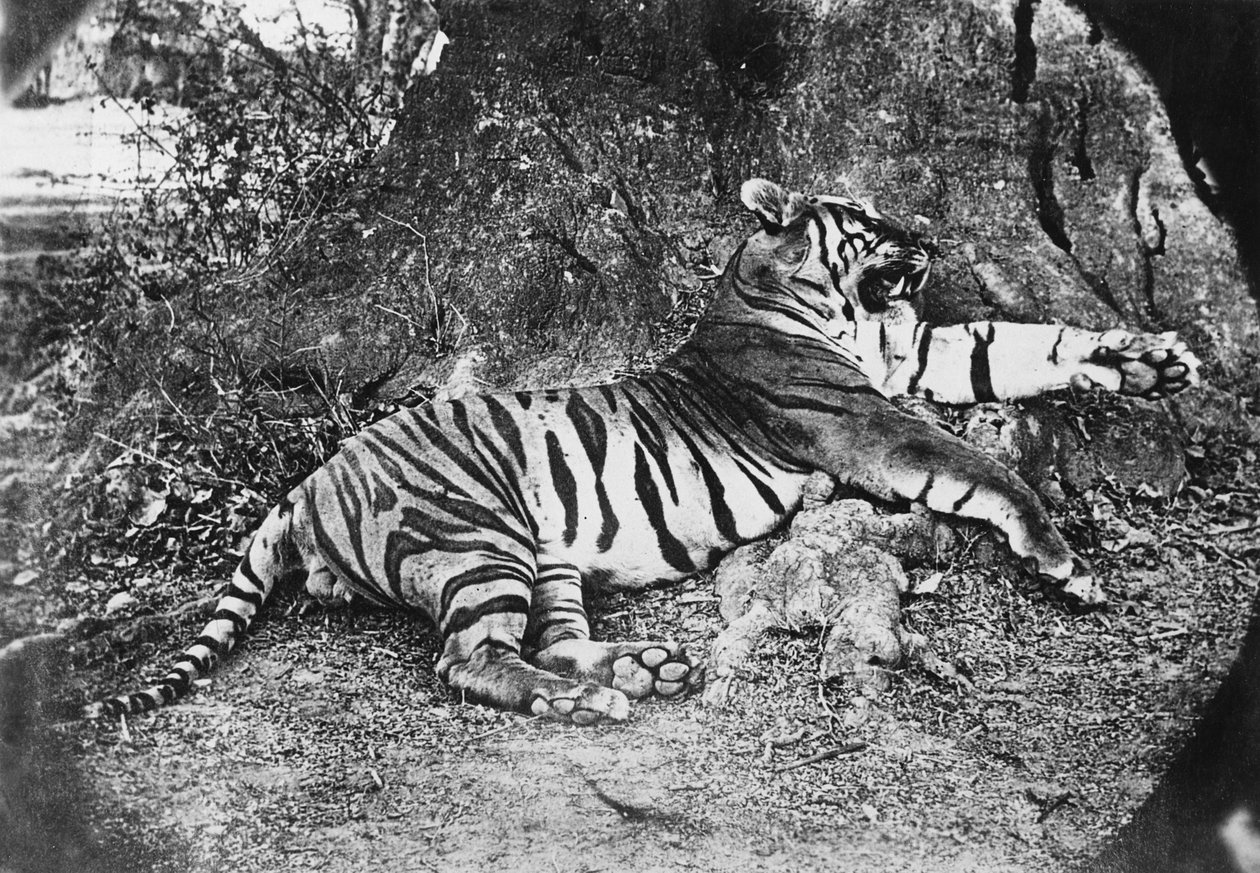 النمر ، ج 1870 بواسطة مصور انجليزى