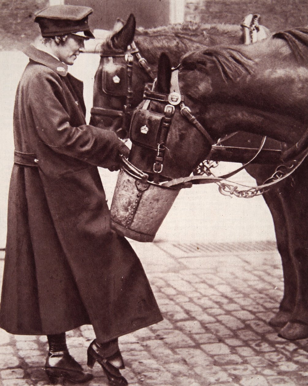 عمل للنساء مع معرفة بالخيول ، توضيح من أخبار الحرب المصورة ، 7 مارس 1917 (صورة بني داكن) بواسطة مصور انجليزى