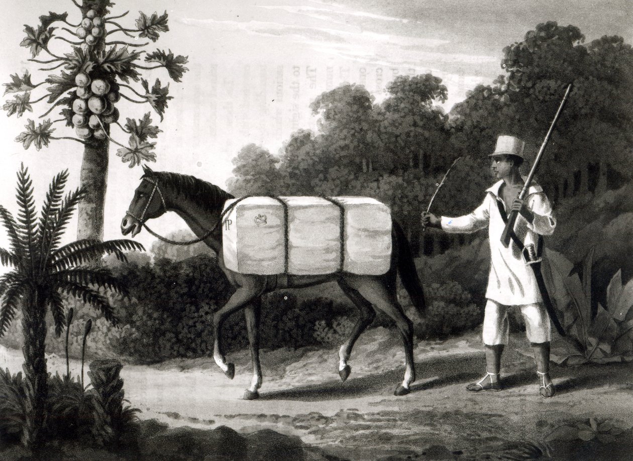 حامل قطن ، من "رحلات في البرازيل" ، 1819 (مطبوع بالأبيض والأسود) بواسطة مدرسة اللغة الإنجليزية
