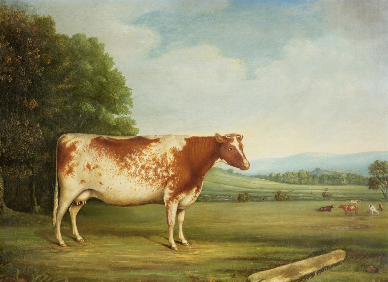 جائزة بقرة Shorthorn في المناظر الطبيعية بواسطة مدرسة اللغة الإنجليزية