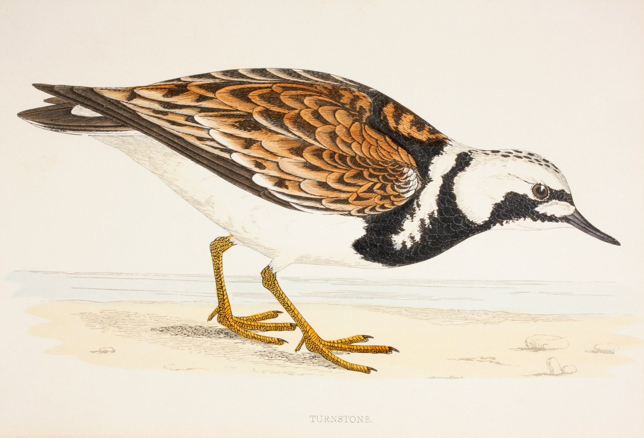 A Turnstone ، من طباعة القرن التاسع عشر عام 1877 بواسطة مدرسة اللغة الإنجليزية