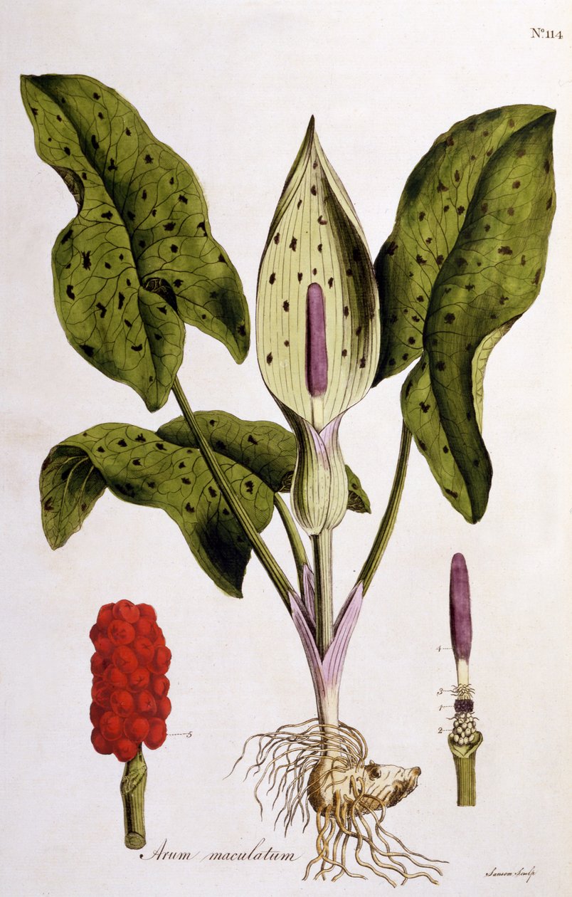 Arum Maculatum ، اللوحة 114 من Flora Londiniensis بقلم ويليام كيرتس ، تم نشره عام 1775 (النقش اليدوي) بواسطة مدرسة اللغة الإنجليزية