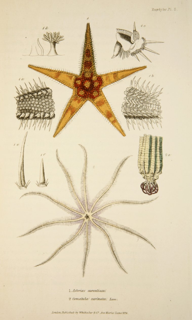 Asterias aurantiaca و Comatula carinata ، من The Mollusca and Radiata ، حانة. 1833 (نقش يدوي) بواسطة مدرسة اللغة الإنجليزية