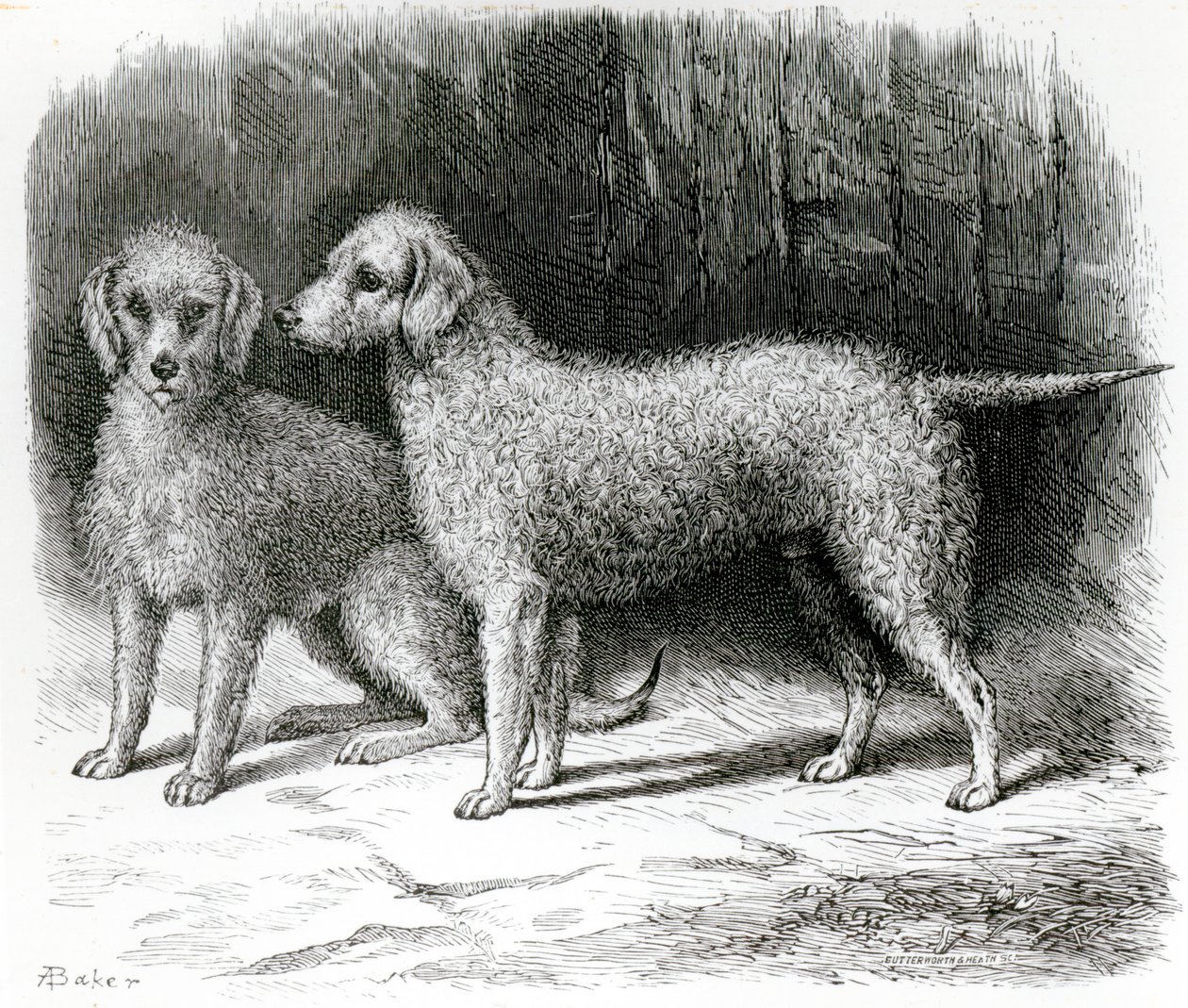 الكلاب Bedlington- "Rosebud" السيد F. Armstrong و "Nailor" للسيد A. Armstrong بواسطة مدرسة اللغة الإنجليزية