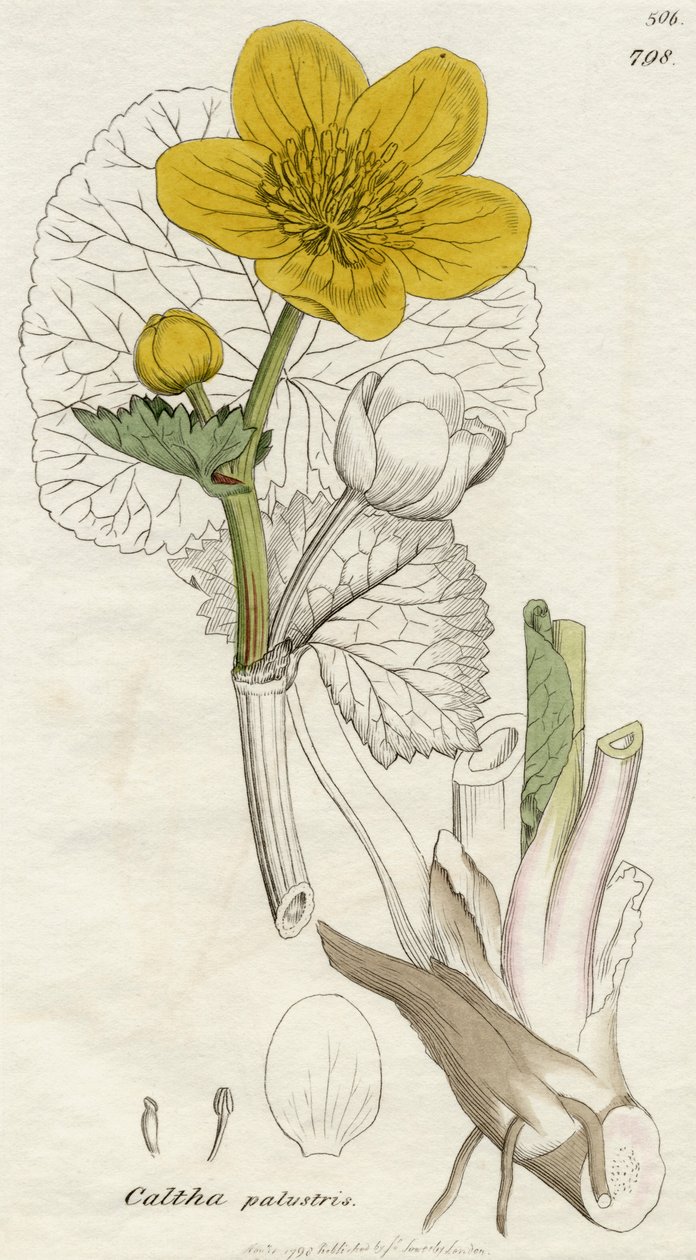 نشرت Caltha Palustris (Marsh Marigold) لندن 1798 بواسطة مدرسة اللغة الإنجليزية