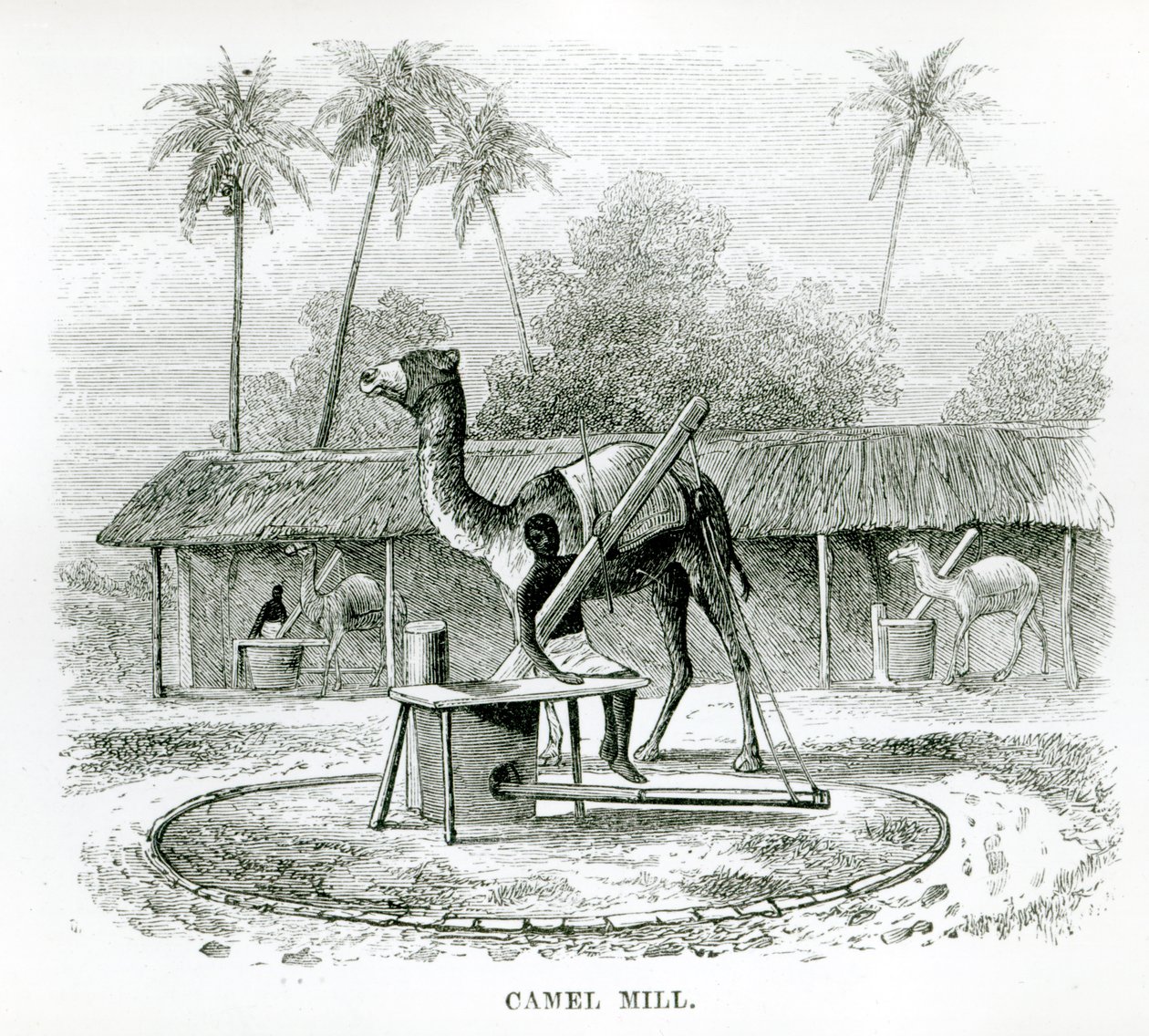 Camel Mill ، من "Travels in Africa" بقلم JF Elton ، 1879 بواسطة مدرسة اللغة الإنجليزية