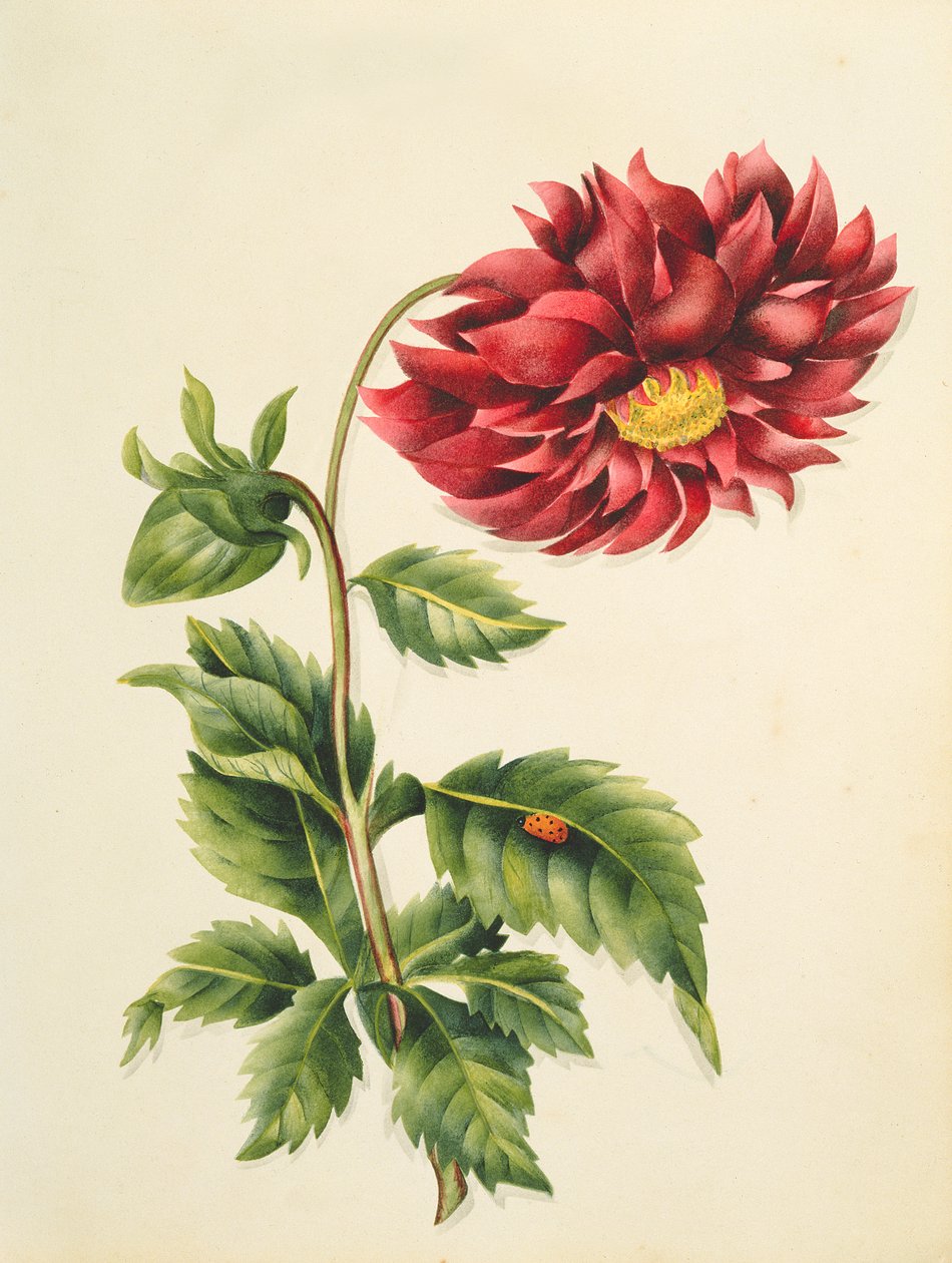 أقحوان ، من الزهور ، مخطوطة نباتية إنجليزية ، c.1840 (مرحاض) بواسطة مدرسة اللغة الإنجليزية