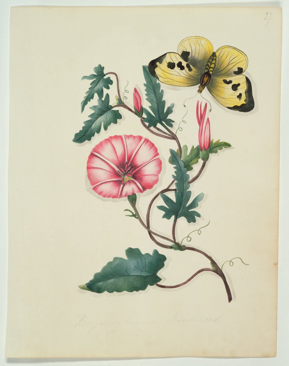 اللف مع فراشة صفراء ، من `الزهور ، مخطوطة نباتية إنجليزية ، c.1840 (مرحاض) بواسطة مدرسة اللغة الإنجليزية