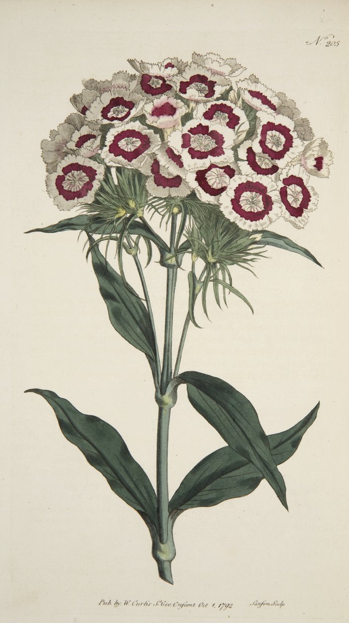 Dianthus Barbatus (الملتحي الوردي) ، من مجلة Magzaine النباتية أو حديقة الزهور المعروضة ، حانة. 1792 (نقش يدوي) بواسطة مدرسة اللغة الإنجليزية