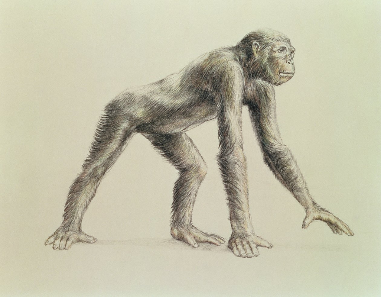 Dryopithecus الأفريقي بواسطة مدرسة اللغة الإنجليزية