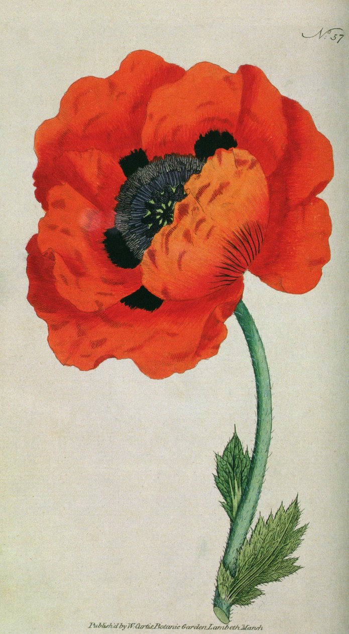 الخشخاش الشرقي (Papaver orientale) ، اللوحة 57 من William Curtis The Botanical Magazine (أو Flower Garden Display) ، حانة. 1787 بواسطة مدرسة اللغة الإنجليزية