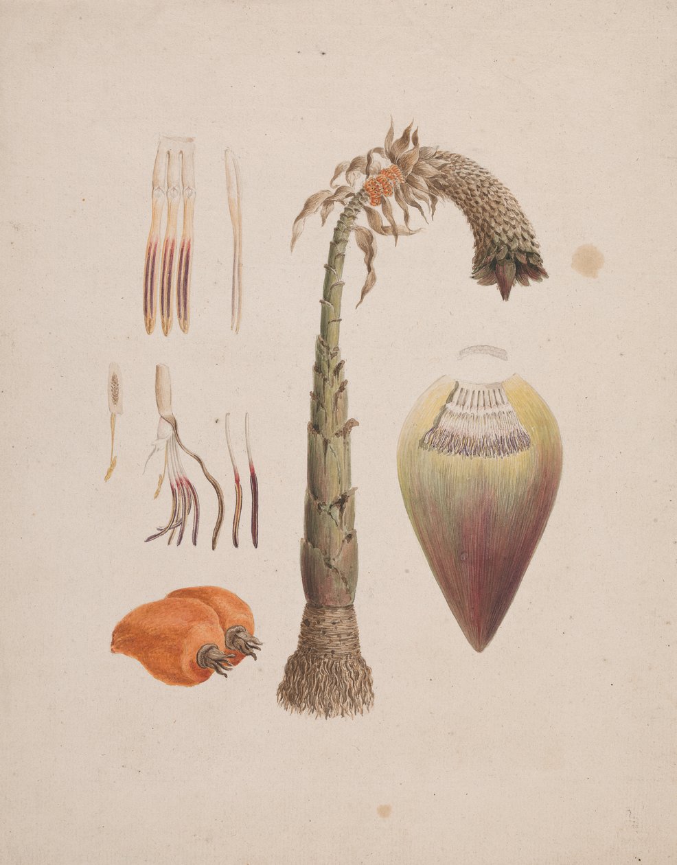 Ensete Ventricosum (مرحاض فوق قلم رصاص على ورق) بواسطة مدرسة اللغة الإنجليزية