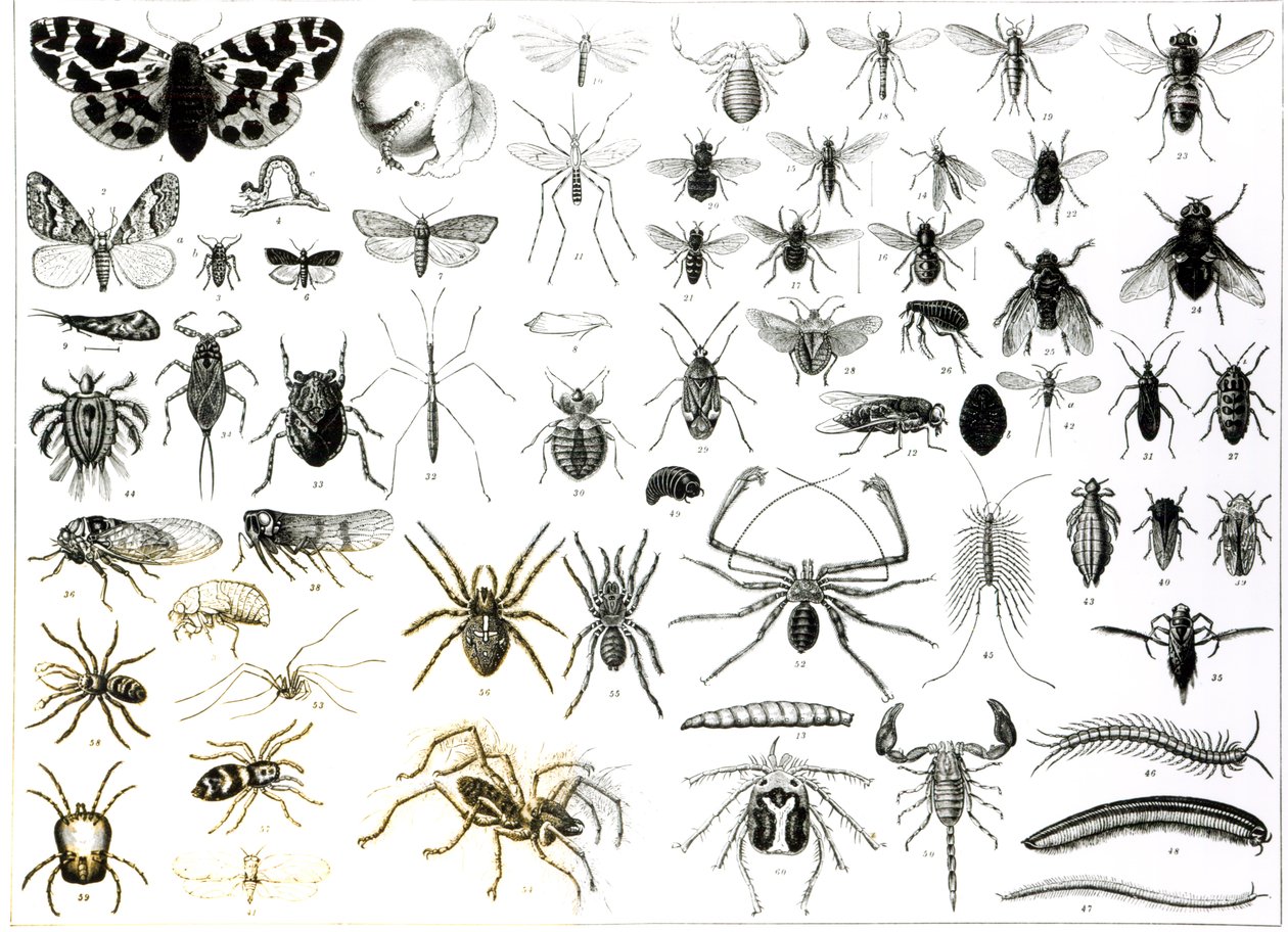 علم الحشرات ، Myriapoda و Arachnida بواسطة مدرسة اللغة الإنجليزية