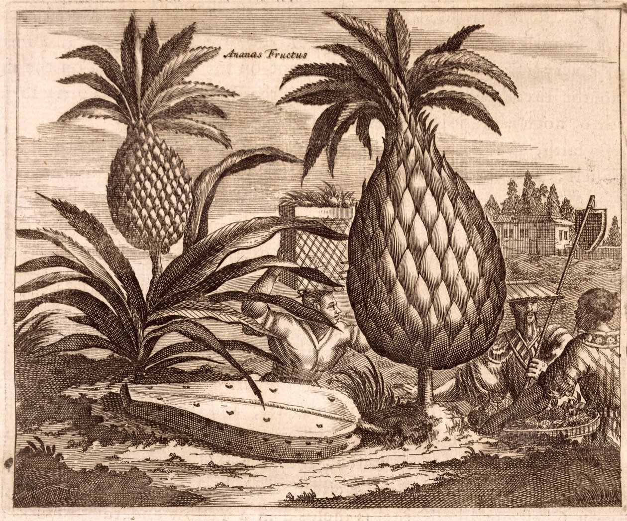 استزراع أناناس كبير ، توضيح من وصف السفارات إلى الصين ، 1690 بواسطة مدرسة اللغة الإنجليزية