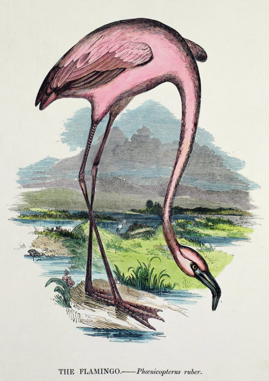 فلامنغو (Phoenicopterus Ruber) بواسطة مدرسة اللغة الإنجليزية