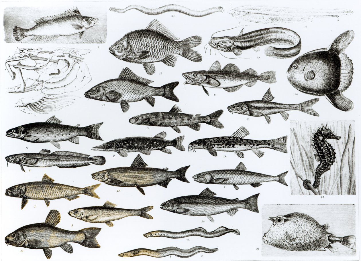 Ichthyology، Osseous Fishes، Marisipobranchs بواسطة مدرسة اللغة الإنجليزية