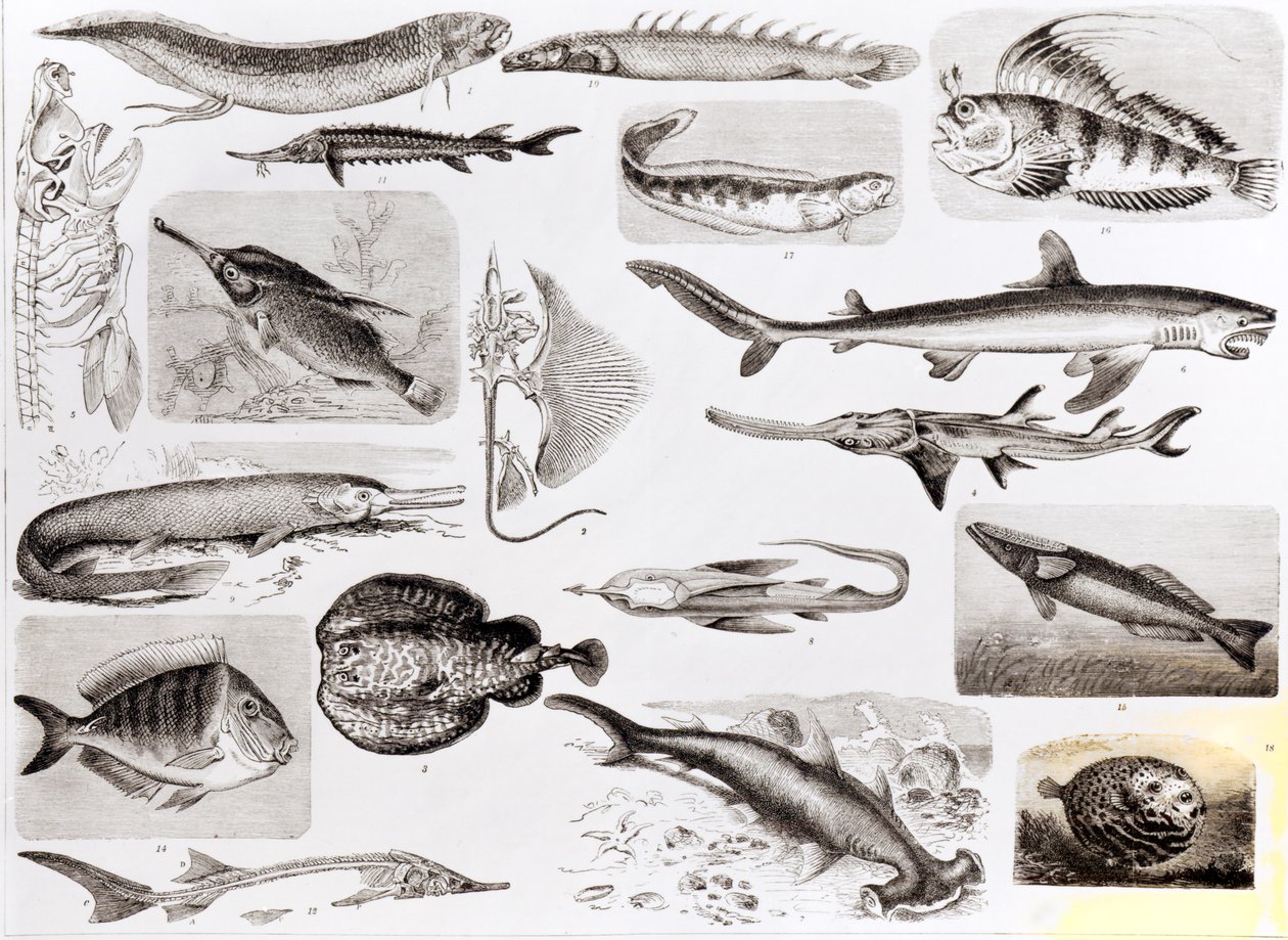 علم الأسماك - أسماك Elasmobranch ، Ganoid و Osseous بواسطة مدرسة اللغة الإنجليزية