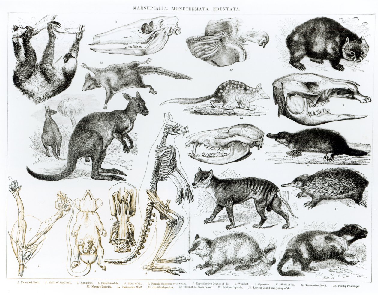 Marsupialia ، Monetremata ، Edentata بواسطة مدرسة اللغة الإنجليزية