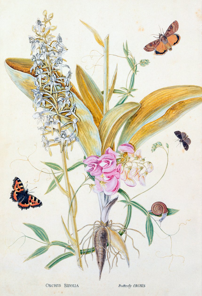 Orchid: Bifolia (Butterfly Orchid) ، طباعة ، c.1860 بواسطة مدرسة اللغة الإنجليزية