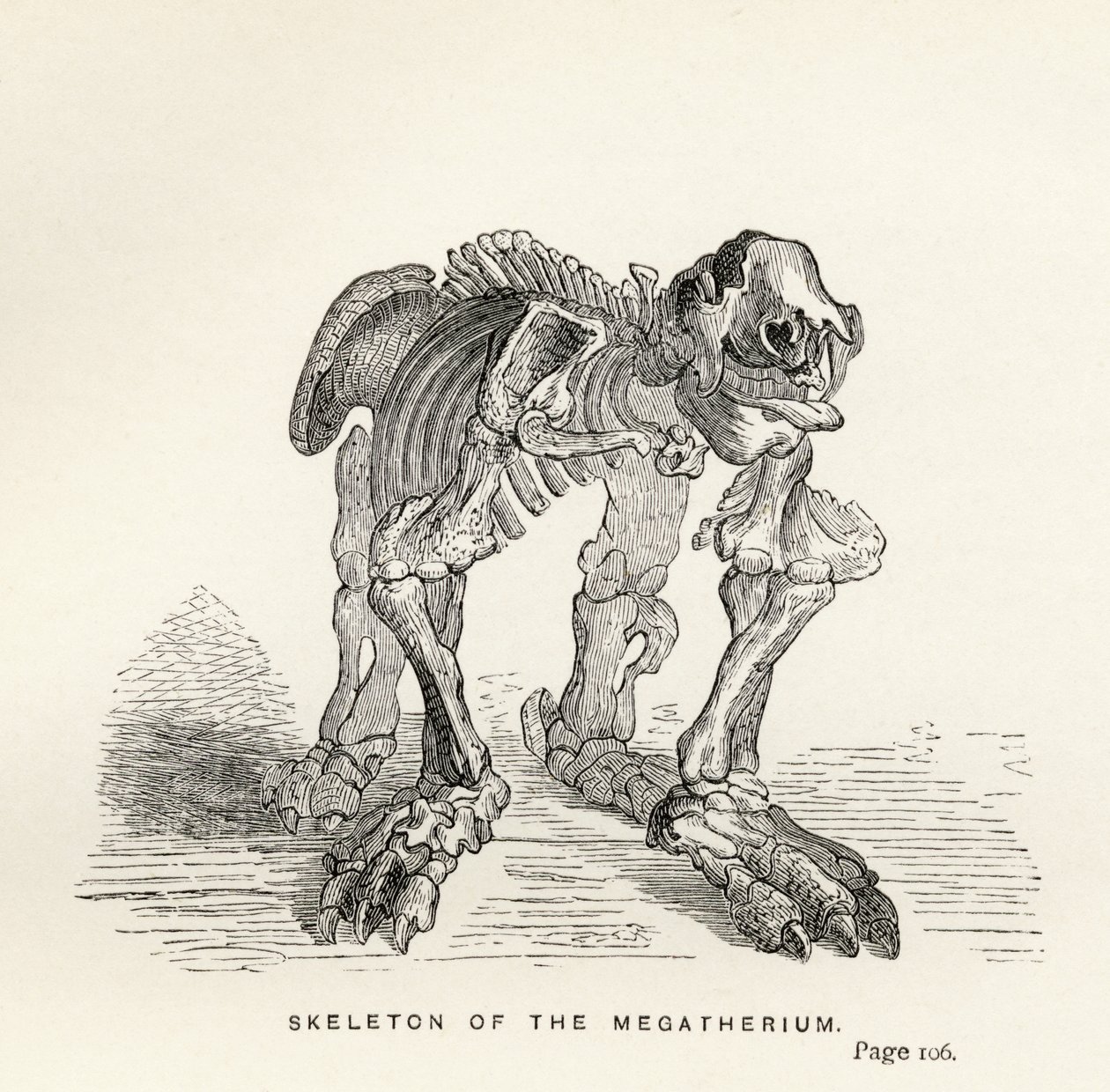 الهيكل العظمي لل Megatherium ، من "Journal of Researches" بقلم تشارلز داروين (1809-82) نشر لندن 1890 بواسطة مدرسة اللغة الإنجليزية