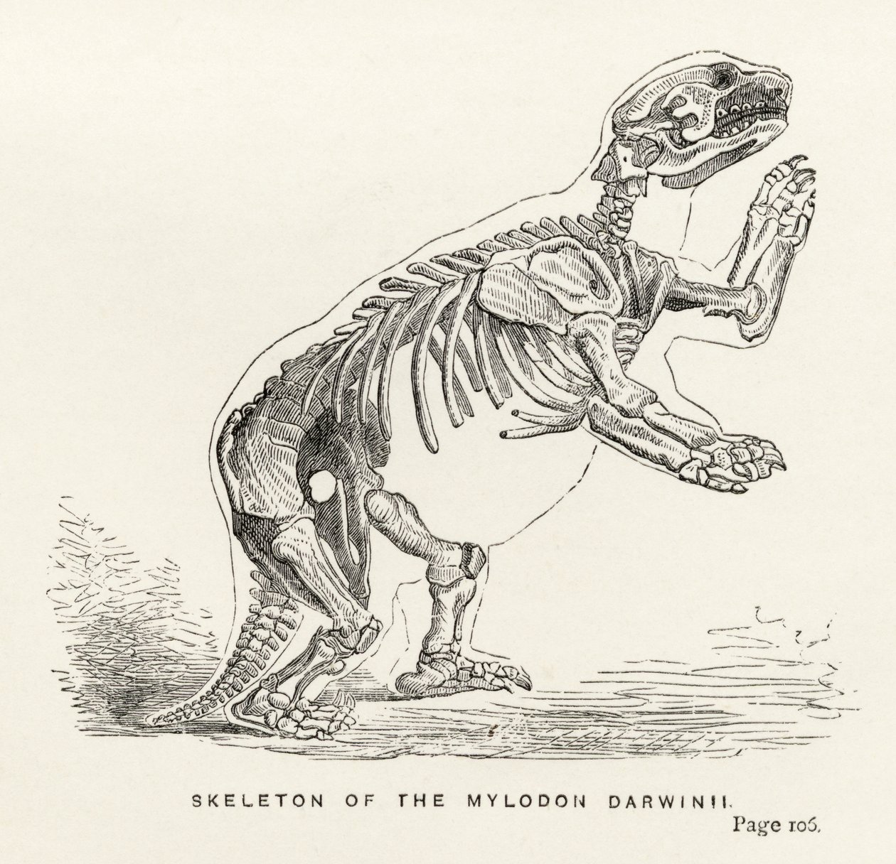 هيكل عظمي من Mylodon Darwinii ، من "Journal of Researches" بقلم تشارلز داروين (1809-82) نشر لندن 1890 بواسطة مدرسة اللغة الإنجليزية