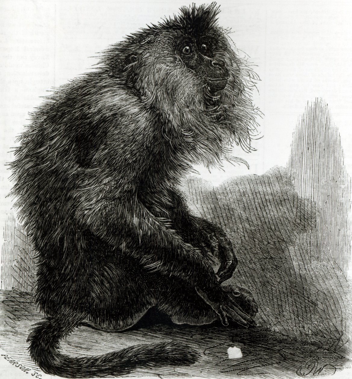 قرد الوادر الهندي (Silenus Veter) الذي نقشه بيرسون ، أكتوبر ١٨٥٩ بواسطة مدرسة اللغة الإنجليزية