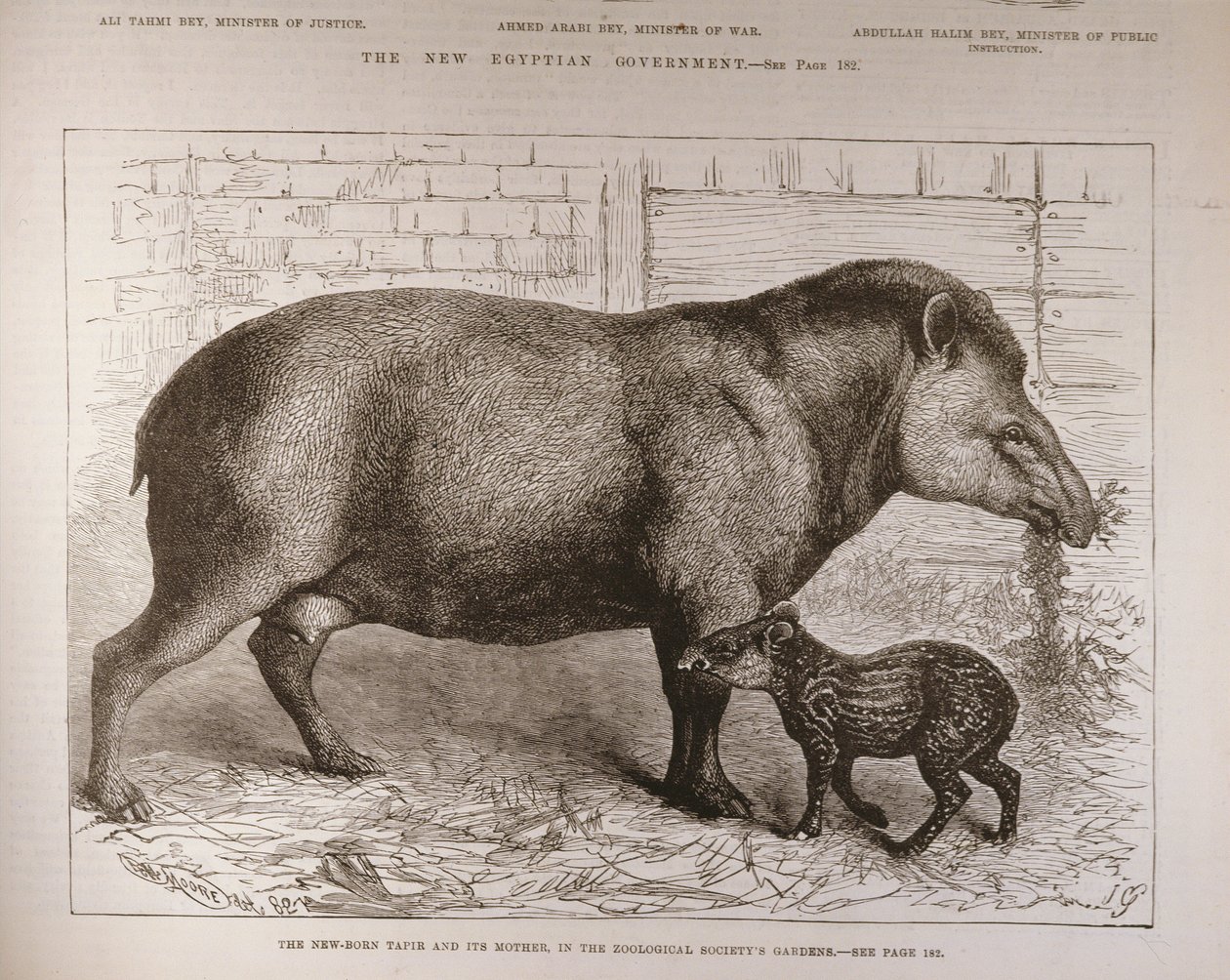 الوليد تابير وأمه ، في حدائق جمعية علم الحيوان ، من "أخبار لندن المصورة" ، 25 فبراير 1882 بواسطة مدرسة اللغة الإنجليزية