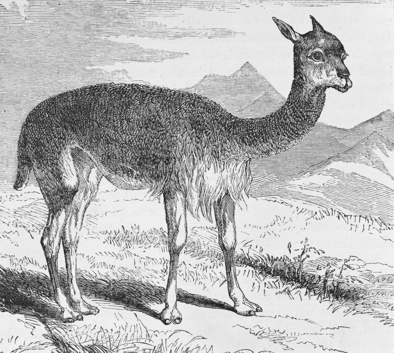 The Vicuna at the Rio de Azufre ، من "حوادث السفر والاستكشاف في أرض الإنكا" بقلم إي جورج سكوير ، الحانة. عام 1878 بواسطة مدرسة اللغة الإنجليزية