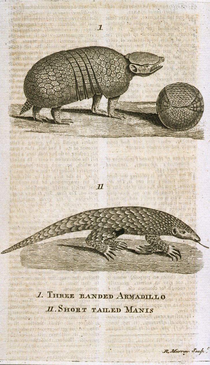 أرماديلو الثلاثة و Manis Short Tailed Manis من مجلة The Gentleman&39;s ، تم نشره عام 1773 ، منقوش بقلم R. Murray بواسطة مدرسة اللغة الإنجليزية