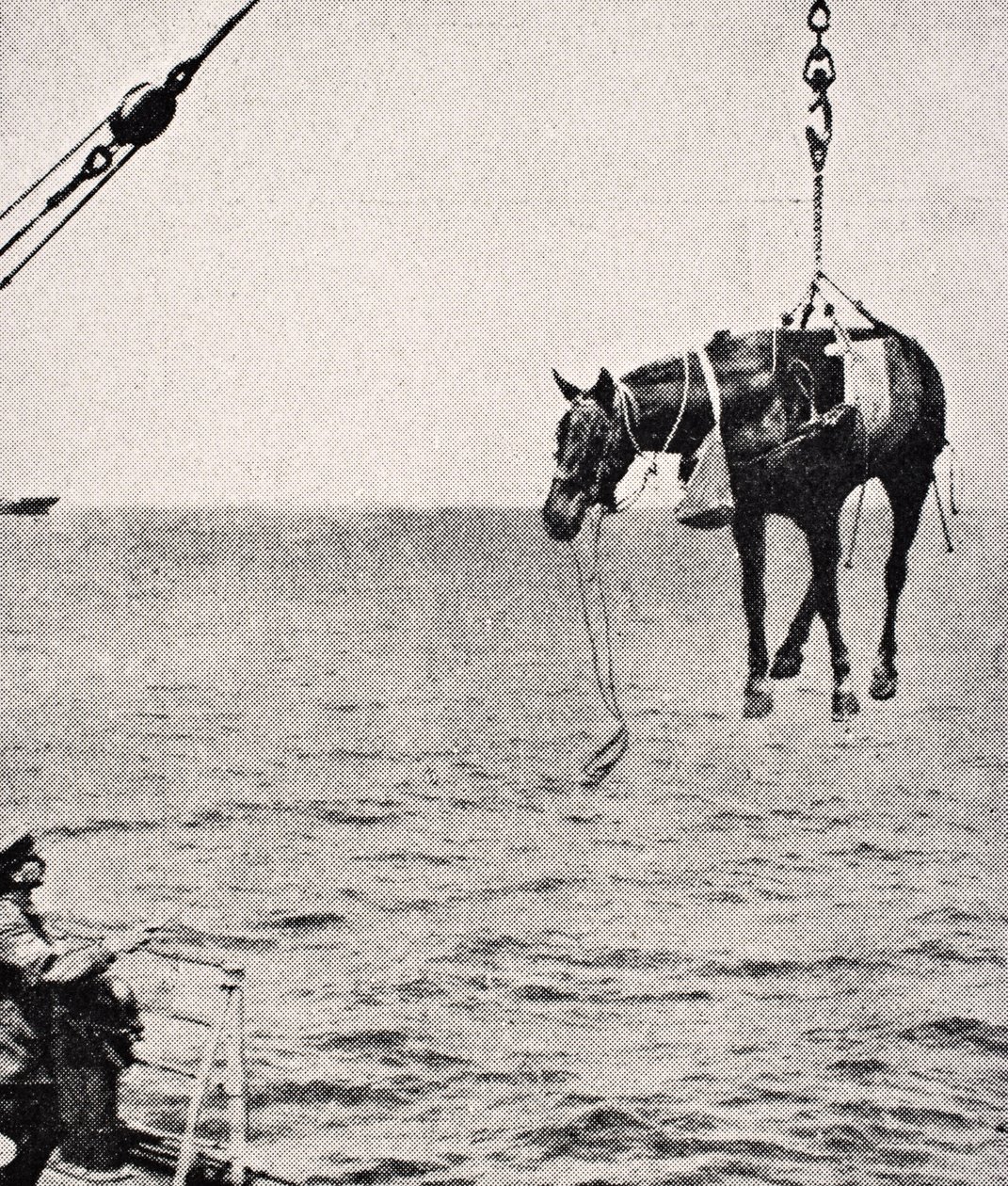 نقل حصان من سفينة إلى الأرض في الخليج الفارسي ، 1915 ، من "ألبوم الحرب المصور دي لوكس" ، نُشر في لندن ، 1916 بواسطة مدرسة اللغة الإنجليزية
