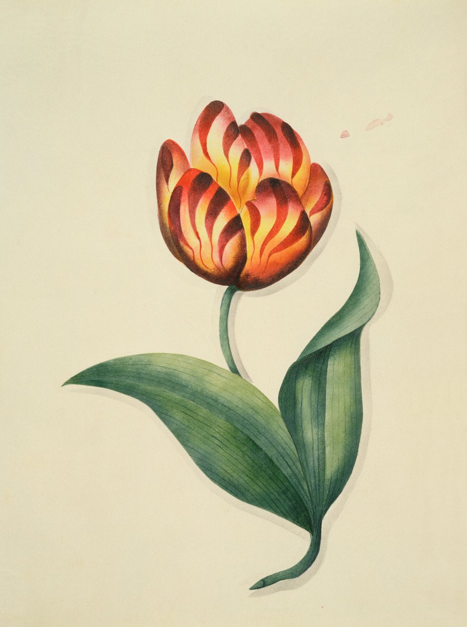 الخزامى ، من `زهور ، مخطوطة نباتية إنجليزية ، c.1840 (مرحاض) بواسطة مدرسة اللغة الإنجليزية