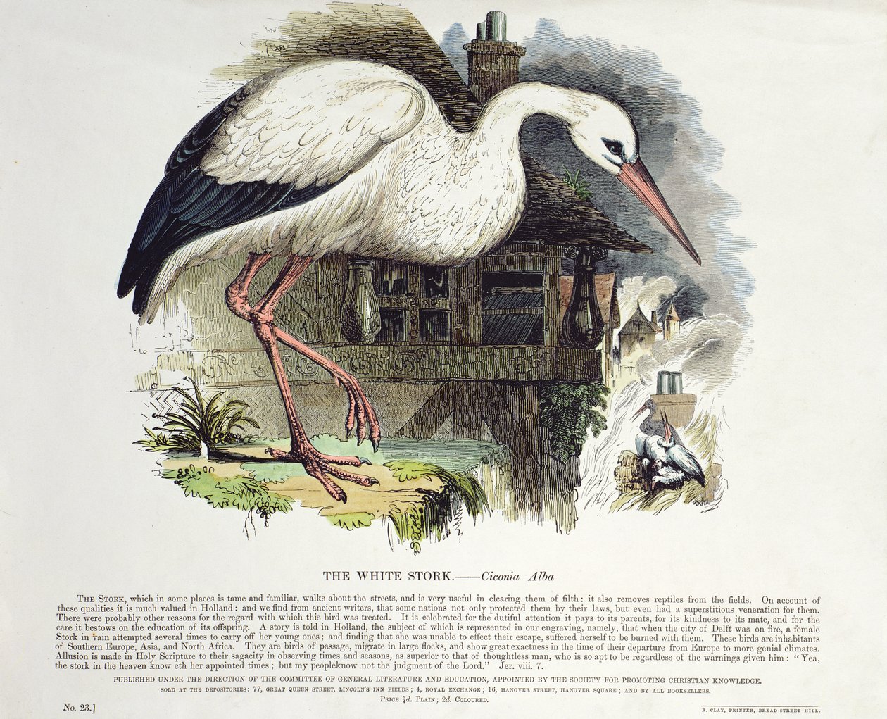 اللقلق الأبيض (Ciconia Alba) بواسطة مدرسة اللغة الإنجليزية
