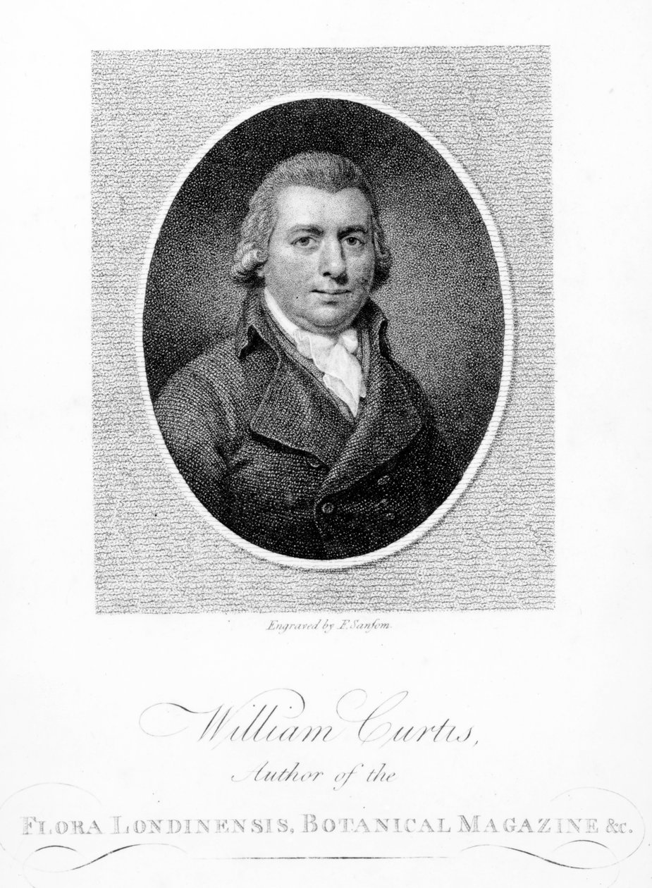 وليام كيرتس ، نقش ف. سانسوم ، 1790 بواسطة مدرسة اللغة الإنجليزية