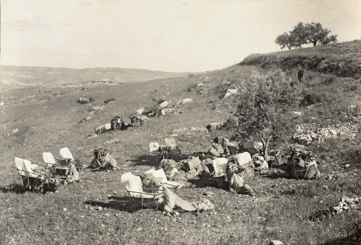 جمال سيارة الإسعاف ، 1916-1919 (b / w photo) بواسطة مصور انجليزى