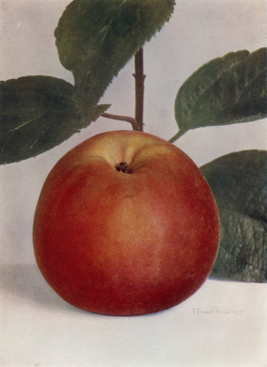  بواسطة مصور انجليزى
