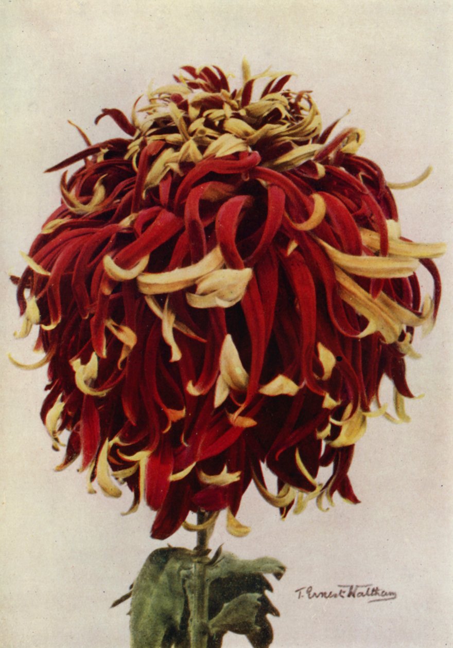 إتش سي تيل (صورة ملونة) بواسطة مصور انجليزى