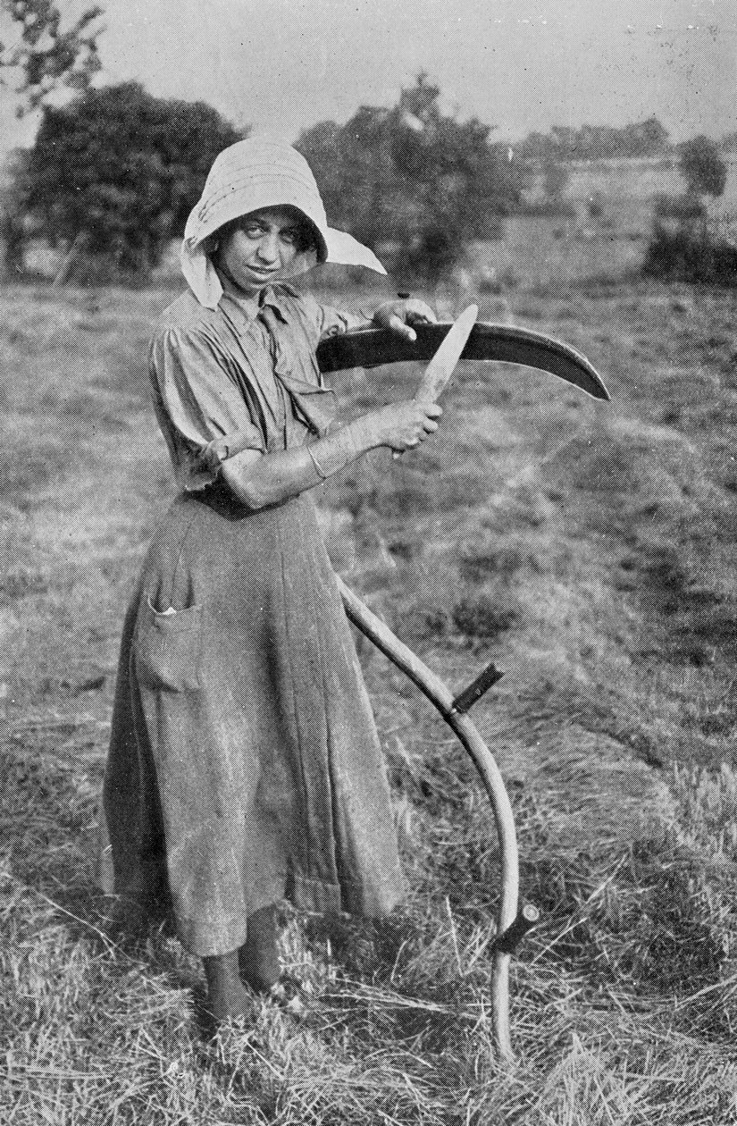 الحصاد - عضو في محمية ليستر النسائية التطوعية لمساعدة المزرعة ، مكتب الحرب ، 1916 بواسطة مصور انجليزى