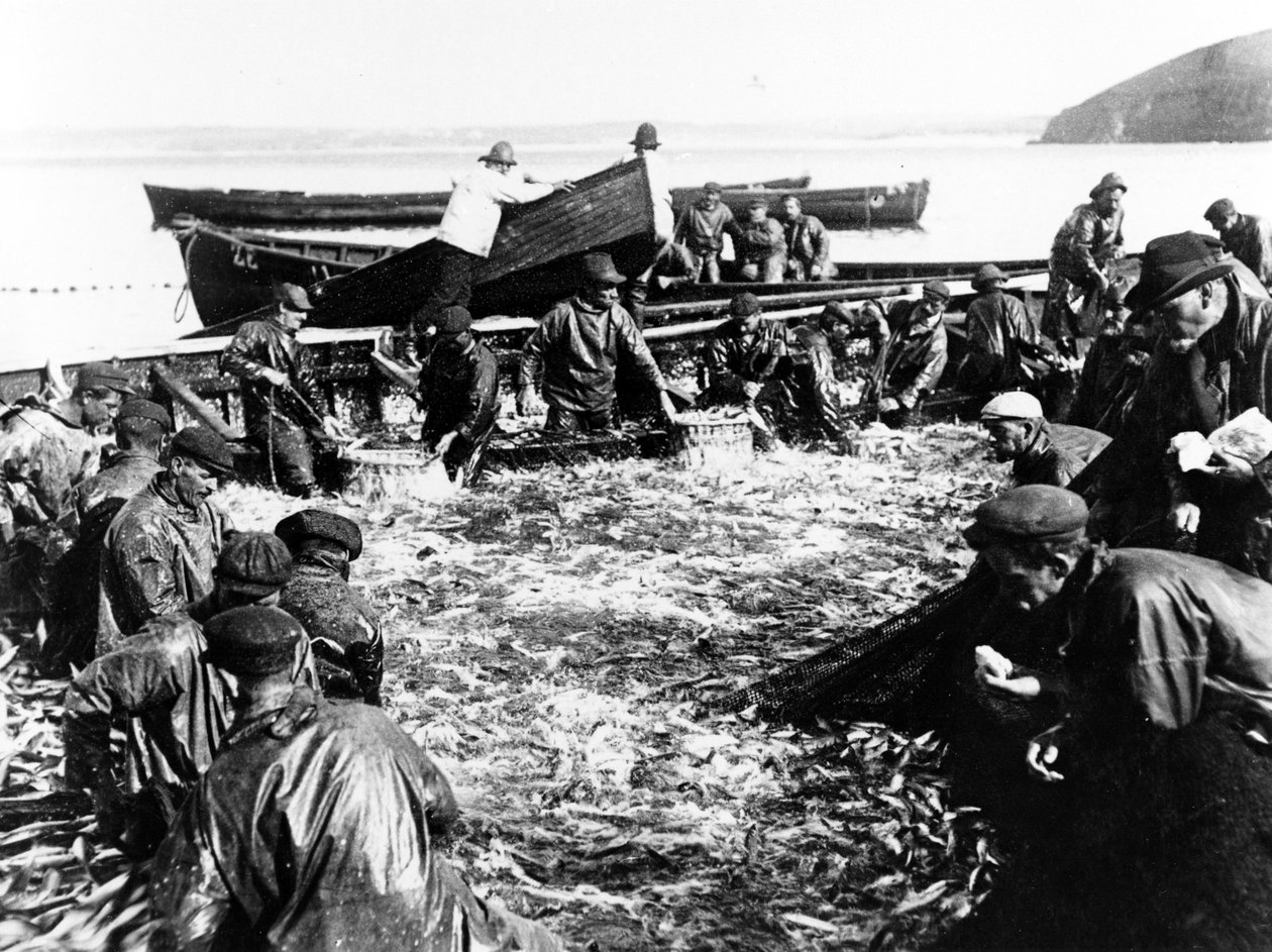 صيد الرنجة ، c.1890 بواسطة مصور انجليزى